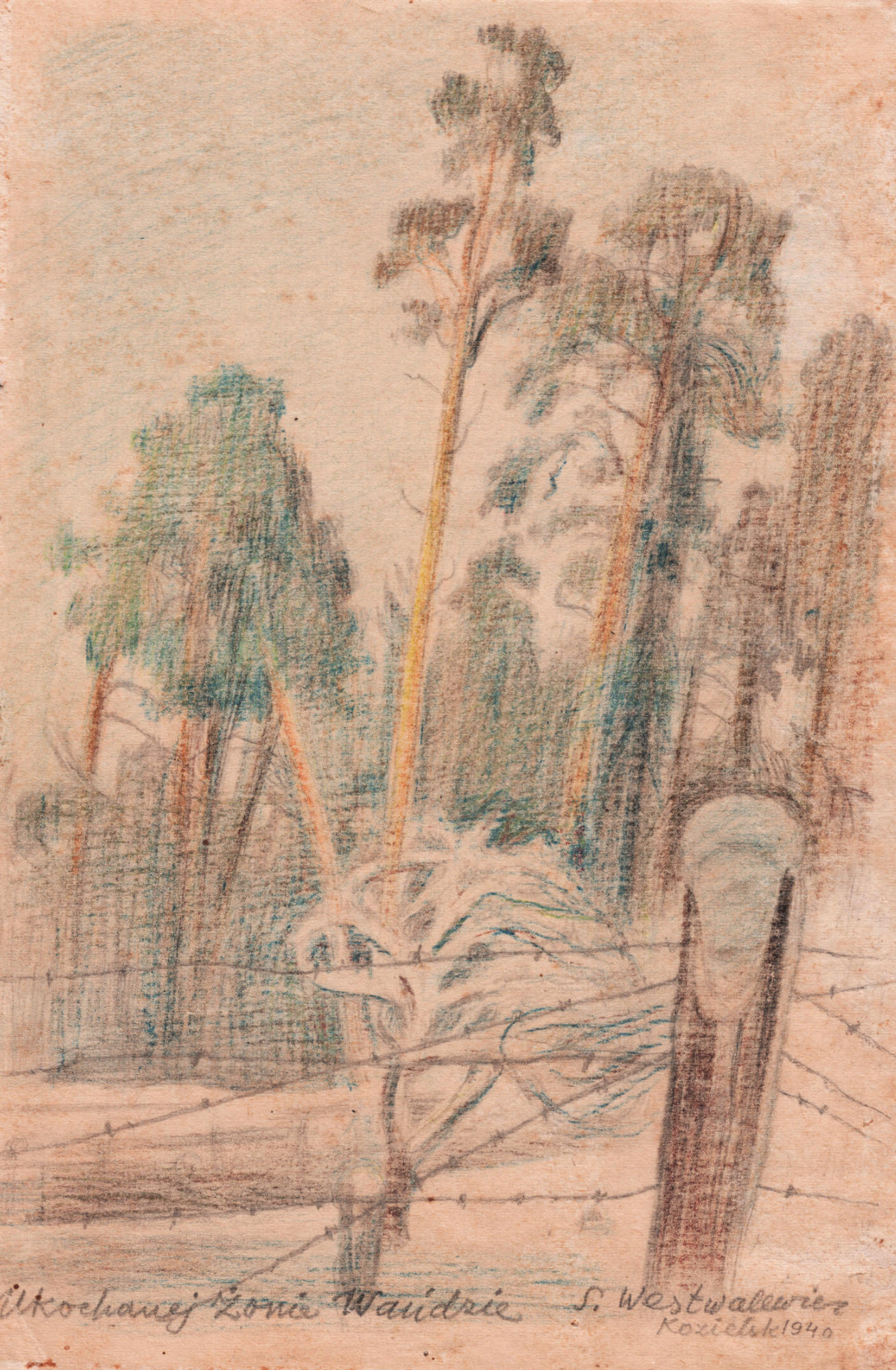 Rysunek przedstawiający sosny za ogrodzeniem z drutu kolczastego. Stanisław Westwalewicz, Sosny, rys. kredkami, 1940